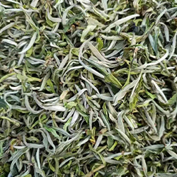 绿茶